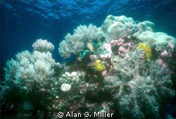 Corals, Abington reef in the coral sea. Shot with a Nikon... by Alan G. Miller 